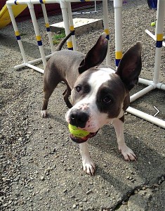 Chauncey with tennis ball - Mary