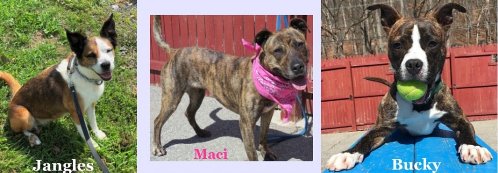 Putnam Humane Society Provide Care And Shelter For Homeless Dogs